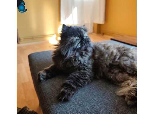 Müstakil Karakterli, Duman Renkli Dişi İran Kedisi