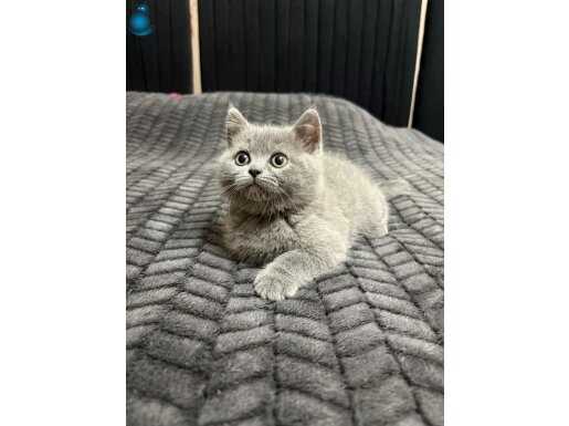 Sosyal ve Tombul Yanaklı British Shorthair Yavruları