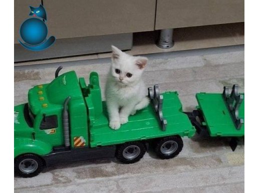 Ayicik suratli yavru