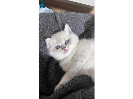 Yavrular sevgi dolu bir yuva arıyor???? sağlıklı iki aylık