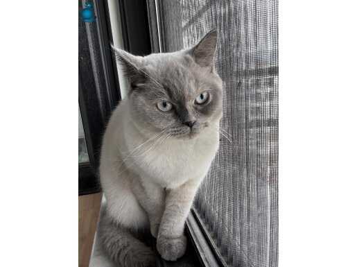 10 Aylık Sosyal ve Tuvalet Eğitimli British Shorthair