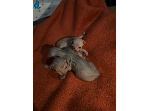 Kadifemsi Dokulu Sphynx Yavruları