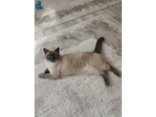 Maskeli Bakışlı Uysal British Shorthair Blue Point