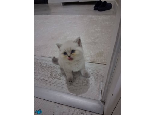 Çok neşeli ve sevecen erkek yavrumuz 