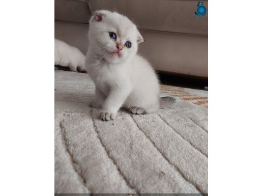 Ankara Keçiören'de Yuva Bekleyen Sosyal British Shorthair Yavrusu