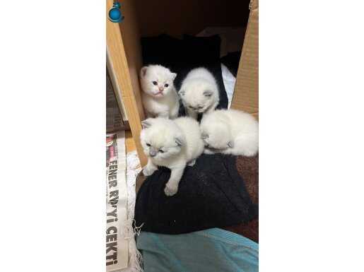 Maskeli British Shorthair Yavruları: Sosyal ve Oyuncu Yeni Dostunuz