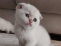 Ankara Keçiören'de Yuva Bekleyen Sosyal British Shorthair Yavrusu