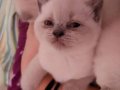 4 Aylık Dişi British Longhair Yavru 
