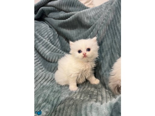 Mavi Bakışlı Kartanesi: 45 Günlük Safkan İran Kedisi