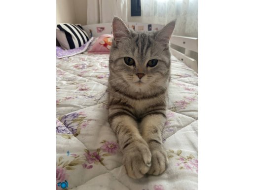 Sakin ve masum dumanımızı güvenilir yuva arıyoruz