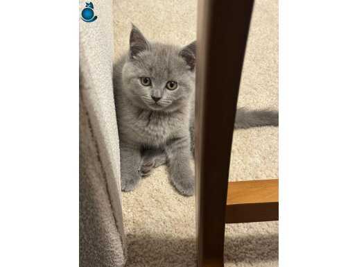 Ataşehir'de Sosyal ve Oyuncu Dişi British Shorthair Yavrusu