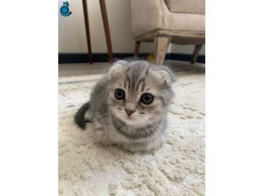 Gümüş Bakışlı Sosyal Kelebekler: 2 Scottish Erkek