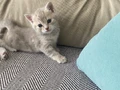 Minik yavrular çok sağlıklı Sahiplendirme