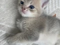 Minik yavrular çok sağlıklı Sahiplendirme