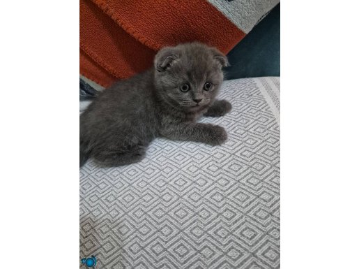 Scottish Fold bebeğimiz Sahibini bekliyor 