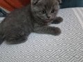 Scottish Fold bebeğimiz Sahibini bekliyor 