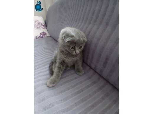 2 Aylık Gri Scottish Fold: Tüm Eşyalarıyla Yeni Yuvasını Bekliyor