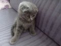 2 Aylık Gri Scottish Fold: Tüm Eşyalarıyla Yeni Yuvasını Bekliyor