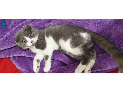 İstanbul Bağcılar'da Sosyal Kelebek 3 Aylık Scottish Fold