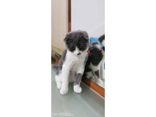Maskeli Suratlı Scottish Fold Yavrumuz