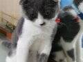Maskeli Suratlı Scottish Fold Yavrumuz