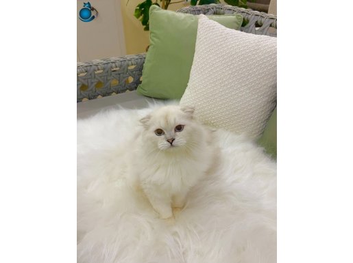 Çok uysal ve Sevimli Bir Çocuk Özel Scottish Fold