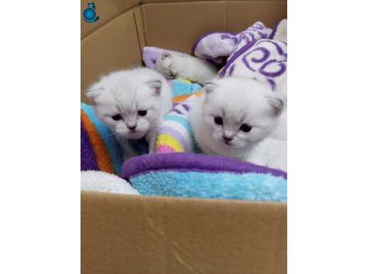 Göz Alıcı Desenleriyle Sosyal ve Kararlı British Shorthair Yavruları