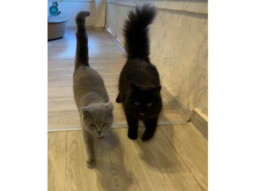 Gaziantep Şahinbey’de Rezerveye Açık British & Scottish Yavrular