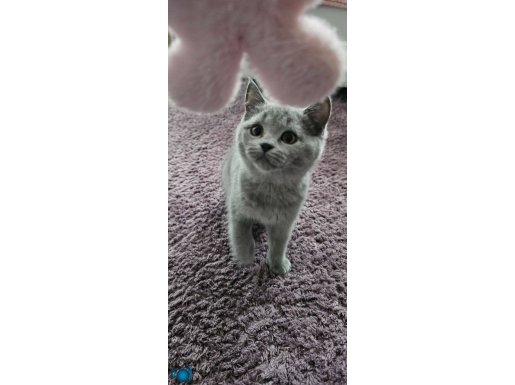 2 Aylık Peluş Kürk British Shorthair Blue Yavruları