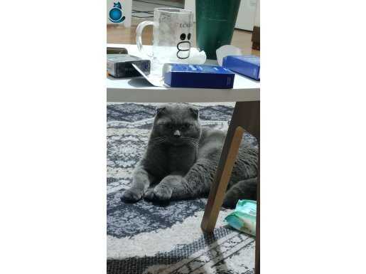 Asık surat ücretli sahiplendirilecektir