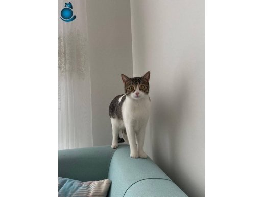 Sağlık Sorunlarım Yüzünden Bakamıyorum Sahiplendireceğim