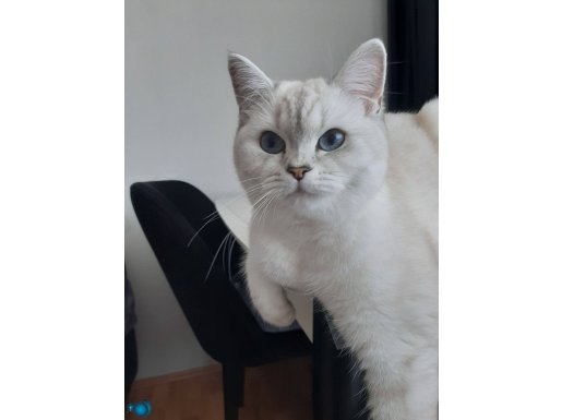 Güzel kıza yuva arıyoruz.