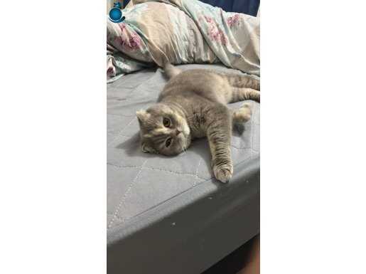 İzmir Torbalı'da Tuvalet Eğitimli Uysal Scottish Fold – Yuva Arıyor