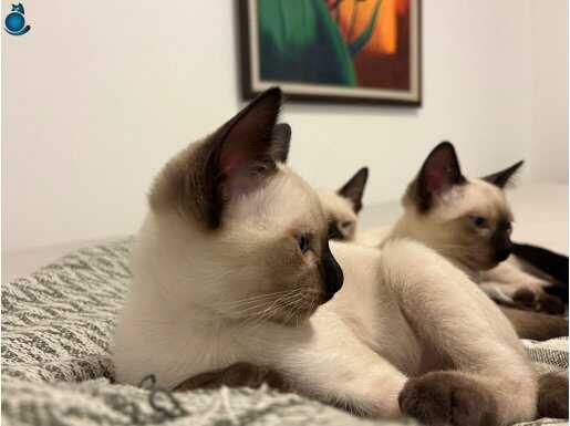 Sakarya Serdivan'da Tuvalet Eğitimi Tam Safkan Siyam Yavrusu