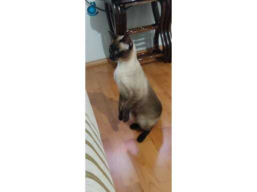 Kırık Kuyruklu Orijinal Siyam – Derin Bakışlı Karizma