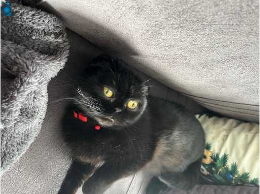 Kömür Karası Meraklı Bakışlar: Scottish Fold Genç Dişi