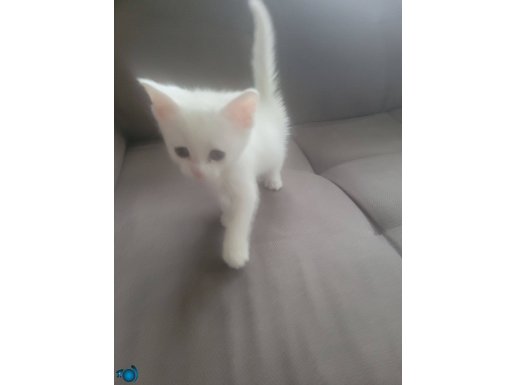 Ankara Sincan'da Yuva Bekleyen Kar Beyazı British Shorthair