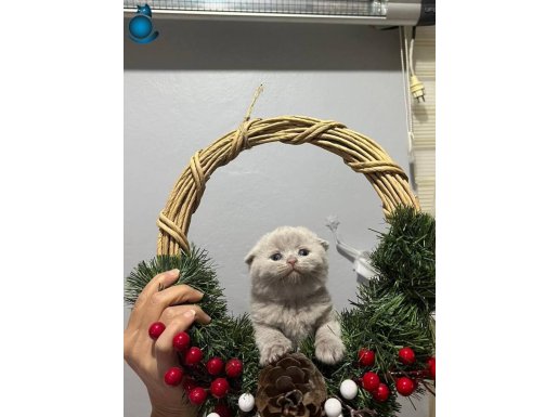 Kadife Dokulu Lilac Scottish Fold – Sosyal ve Oyuncu Erkek Yavru