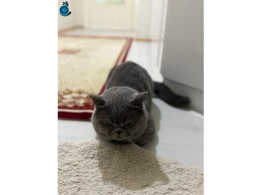 Dişi be erkek british shorthair