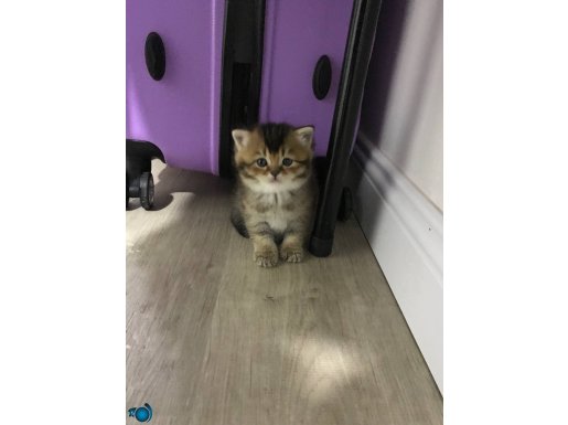 Ev Terbiyeli British Kırması Tombiş Yavrular