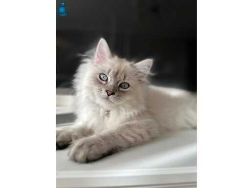 Sakin Huylu, Çocuk Dostu İpeksi British Shorthair