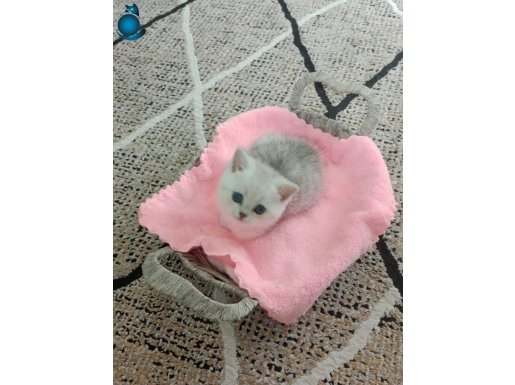 Gümüş Bakışlı British Shorthair Bebeğimize Ömürlük Yuva