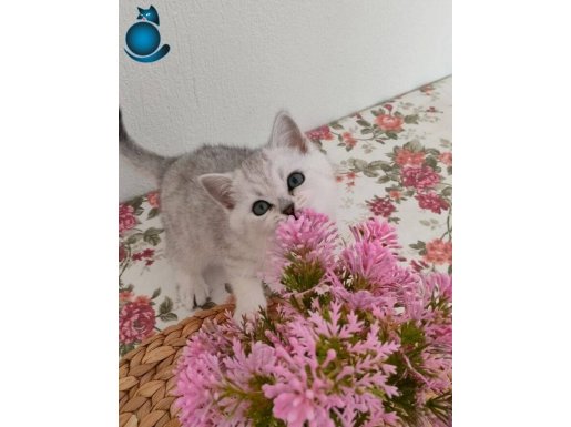 Gümüş Bakışlı Sosyal Kelebek British Shorthair
