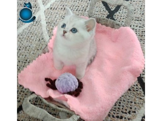 Gümüş Hareli Turkuaz Gözlü British Shorthair Yavrusu - İzmir Menderes