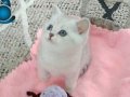 Gümüş Hareli Turkuaz Gözlü British Shorthair Yavrusu - İzmir Menderes