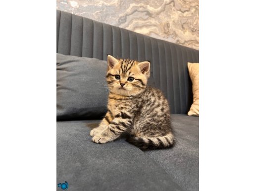 British Shorthair A Kalite Yavrular 