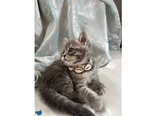 İnci Kolyeli Scottish Straight: Kucağınızdan İnmeden Mırlayan Pamuk Prenses