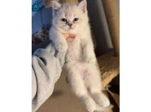 Sütlaç acil sevgi dolu yuvasını arıyor