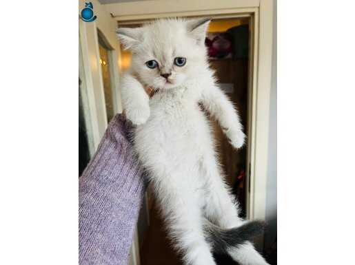 2 Aylık Pamuk Dokulu British Shorthair Yavruları