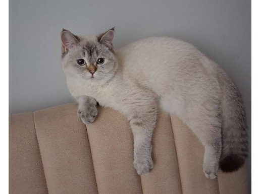 10 Aylık British Shorthair: Saf Bakışlı, Uysal ve Oyuncu Yol Arkadaşı